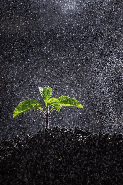 Mooie bloem in de regen