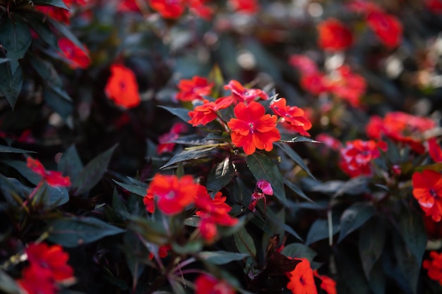 Foto mooie bloem in de tuin en loopbrug