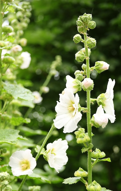 Mooie bloem in de tuin