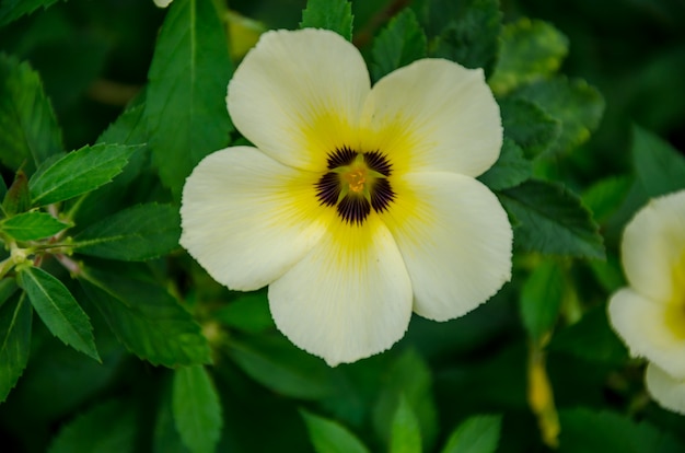 Mooie bloem in de tuin