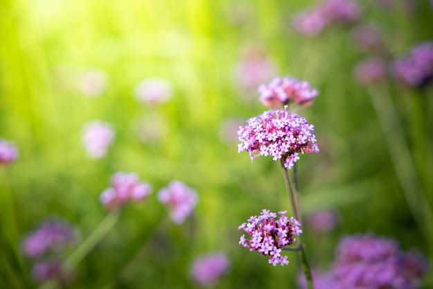 Mooie bloem in de tuin