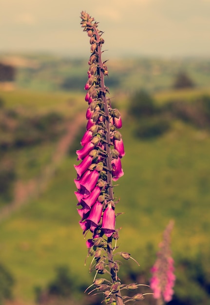 Mooie bloem in het veld