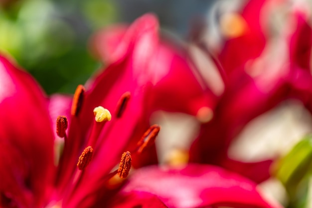 Mooie bloem in macro. Perfecte bloei van lelie, kleurrijke verbazingwekkende close-up. Schittering van de natuur