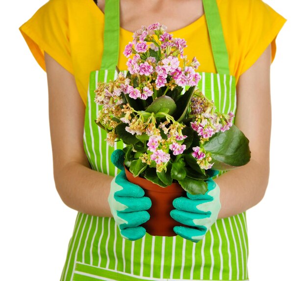 Mooie bloem in pot in handen van meisjestuinman die op wit wordt geïsoleerd