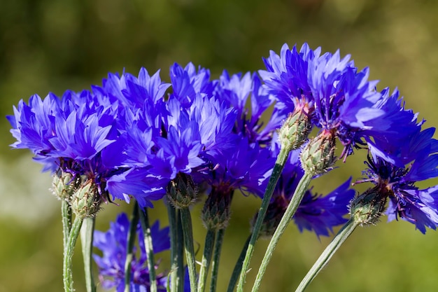 Mooie bloem, korenbloemblauwe kleur close-up, de echte kenmerken van de natuur in de lente van het jaar