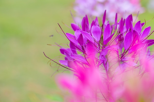 Mooie bloem met detailstuifmeel van de spinbloem van Cleome hassleriana.