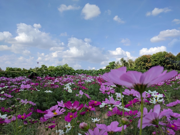 Foto mooie bloem op blauwe hemelachtergrond