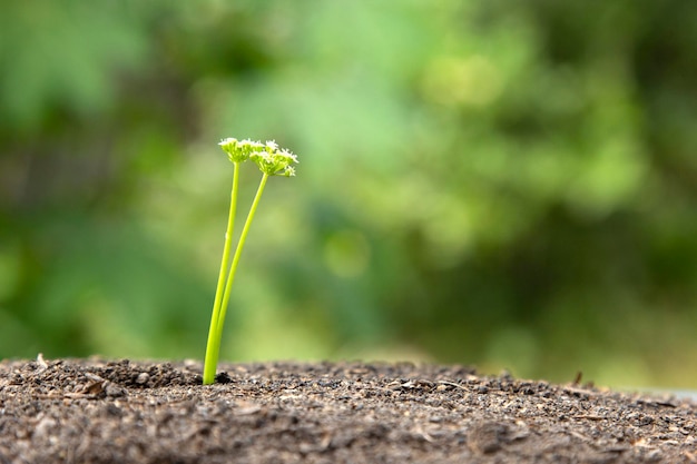 Mooie bloem op de grond en gaat dwars door het grondoppervlak aan de linkerkant