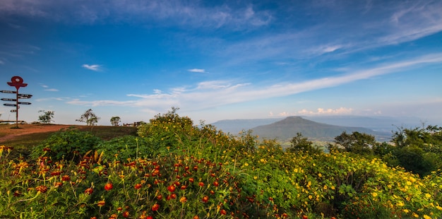 Mooie bloem op Thailand