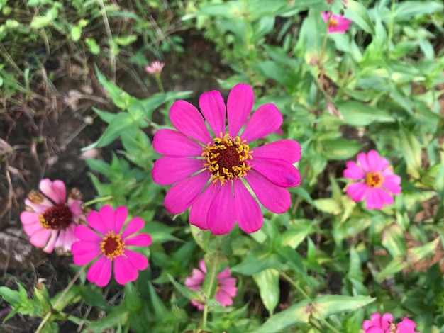 mooie bloem roze kleur met bladgroen natuur achtergrond vers natuurlijk