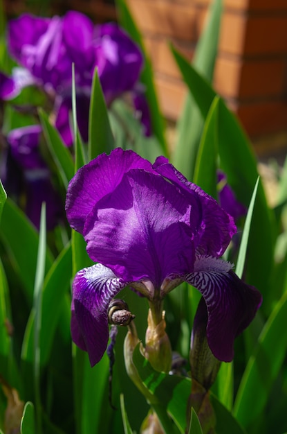 Mooie bloem van blauwe iris op een bloembed