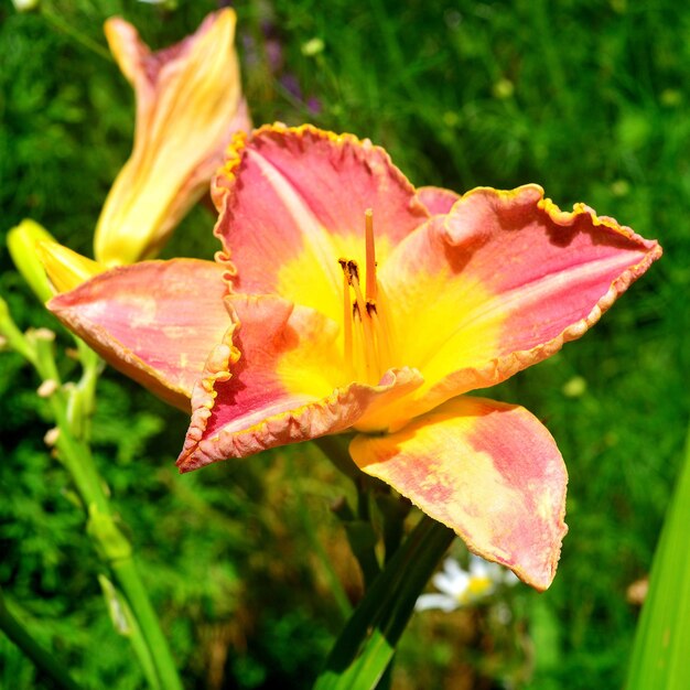 Mooie bloem van de daglelie in de tuin tegen de achtergrond van een gazon en madeliefjes. Bloembedden