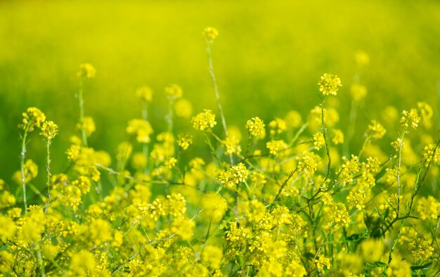 Mooie bloem van de raapzaadclose-up op vaag.