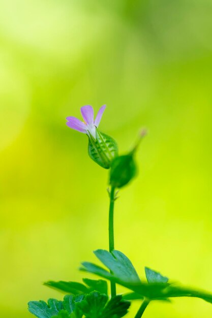 Mooie bloem van Geranium robertianum of berggeranium met zeer onscherpe natuurlijke achtergrond