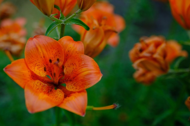 Mooie bloem van oranje lelie in de tuin op een zomerdag lilium tigrinum oranje lelie dichtbij