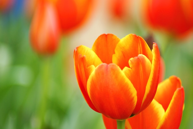 Mooie bloem van Oranje tulp op onduidelijk beeldachtergrond