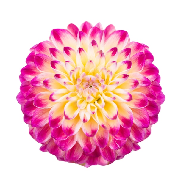 Mooie bloem van roze dahlia geïsoleerd op een wit oppervlak