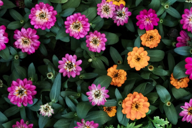 Mooie bloem van Zinnia