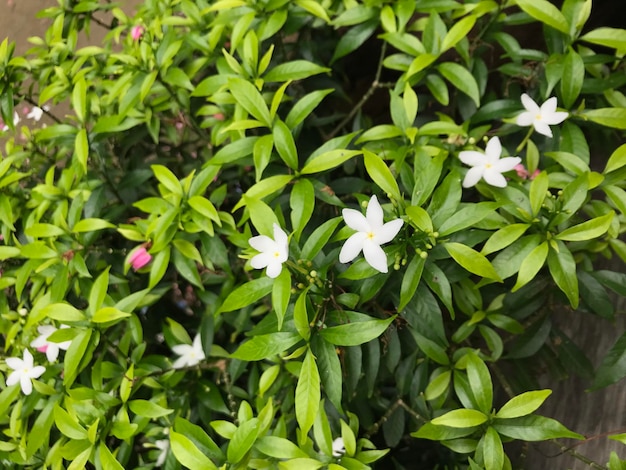 mooie bloem wit met blad groen natuur achtergrond vers natuurlijk