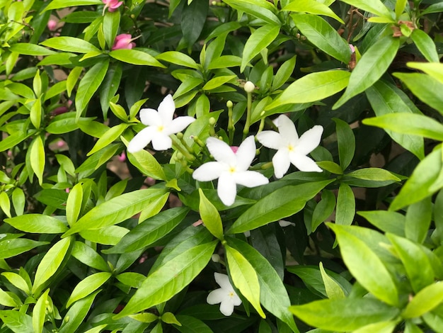 mooie bloem wit met blad groen natuur achtergrond vers natuurlijk