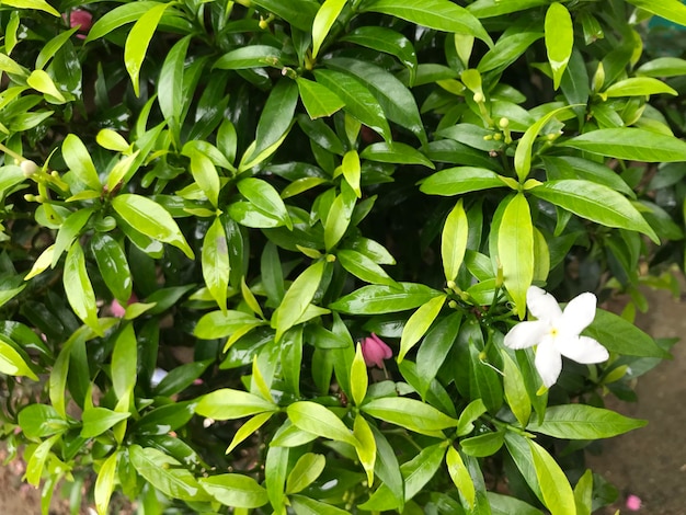 mooie bloem wit met blad groen natuur achtergrond vers natuurlijk