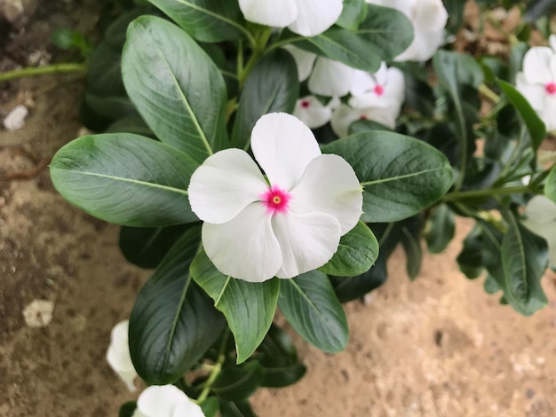 mooie bloem witte en roze kleur met blad groene natuur achtergrond verse natuurlijke ontwerp flyer