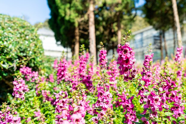 mooie bloemdecoratie in de huistuin