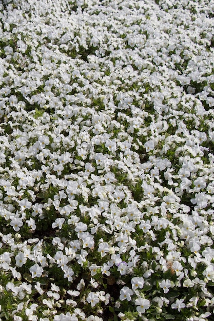 Mooie bloemen als achtergrond