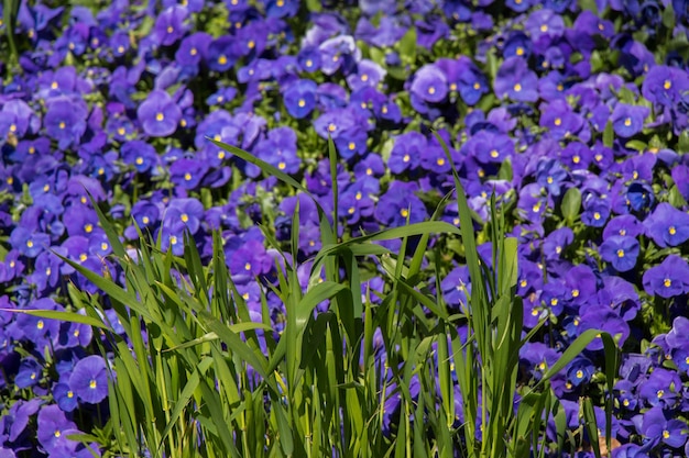 Mooie bloemen als achtergrond