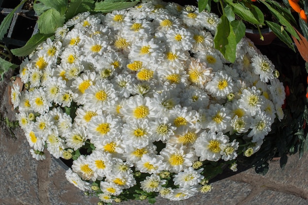 Mooie bloemen als achtergrond