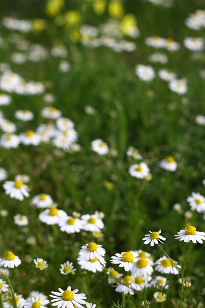 Mooie bloemen bloeien in de tuin Bodrum Turkije