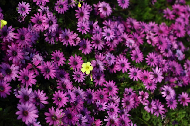 Mooie bloemen bloeien in de tuin Bodrum Turkije