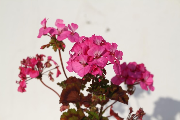 Mooie bloemen bloeien in de tuin Bodrum Turkije