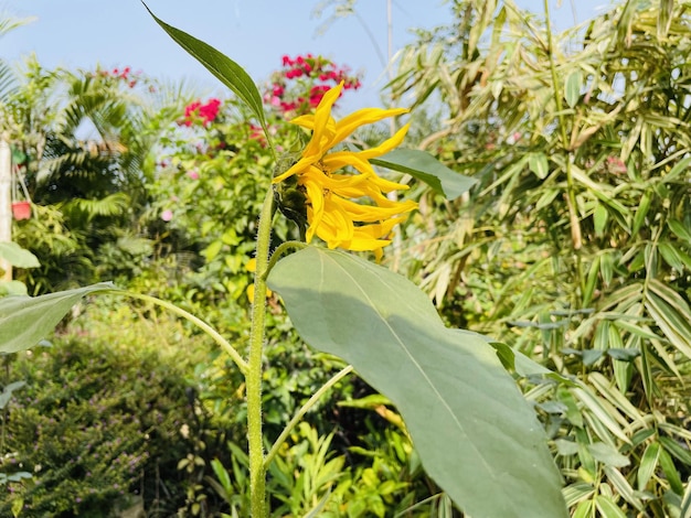 Mooie bloemen bloeien met natuurlijke tuin met lucht