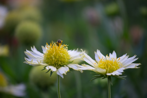 Mooie bloemen bloeien weg