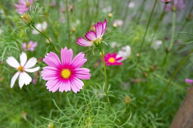 Mooie bloemen bloeien