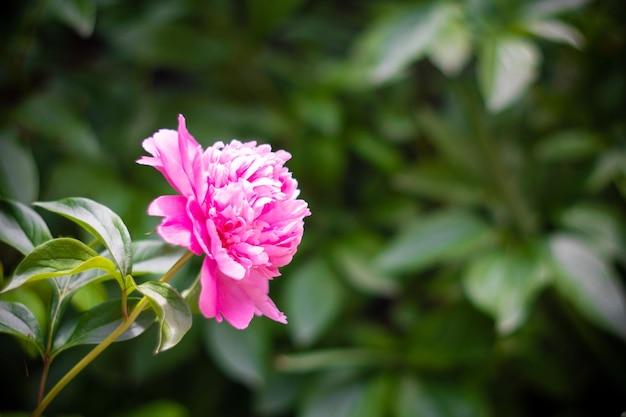 Mooie bloemen botanische achtergrond met roze pioen bloemen in de zomertuin