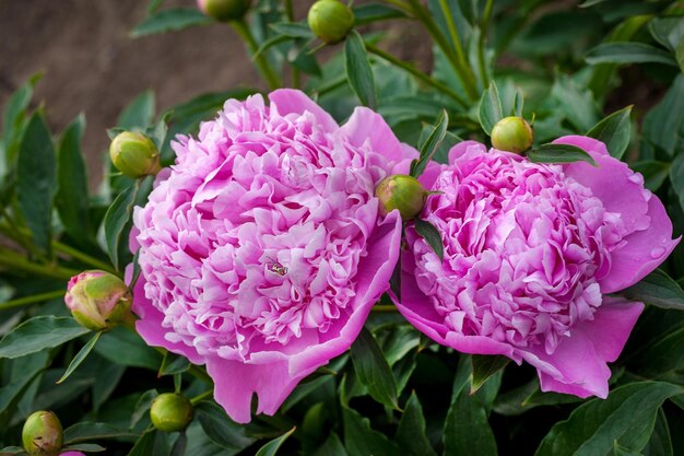 Mooie bloemen close-up van roze koninklijke pioenrozen in de tuin