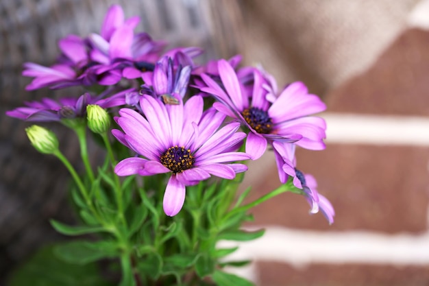 Mooie bloemen close-up