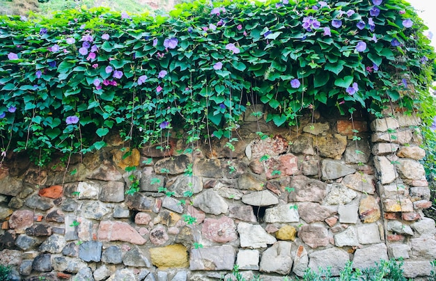 Mooie bloemen en groene bladeren aan de muur Natuur textuur achtergrond