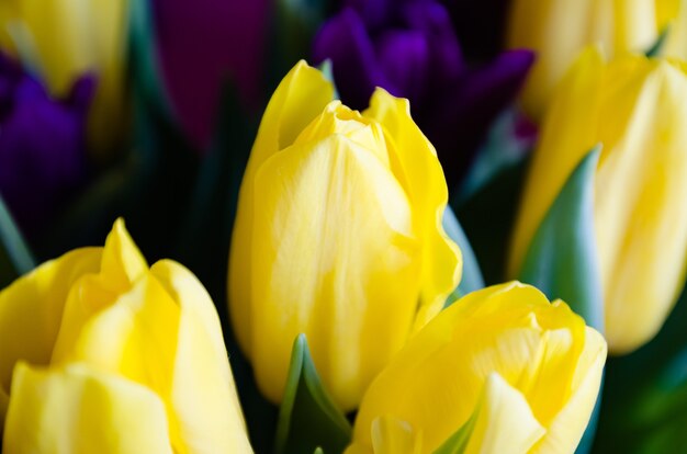 Foto mooie bloemen gele tulpen close-up