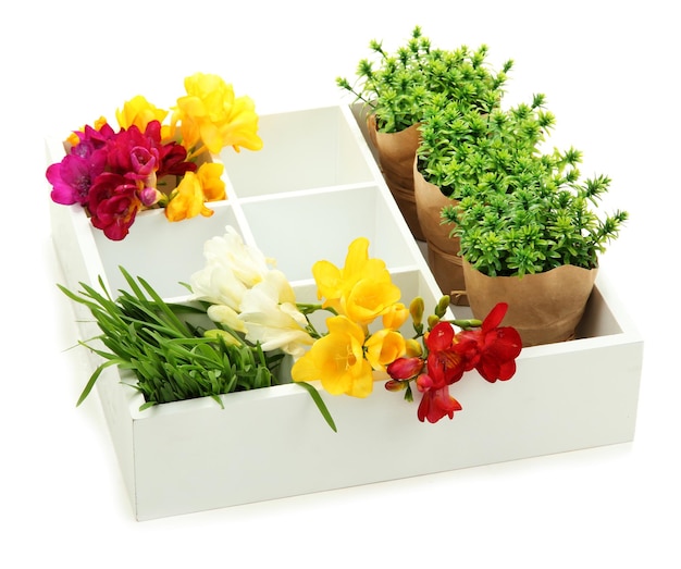 Mooie bloemen gerangschikt in houten kist geïsoleerd op wit