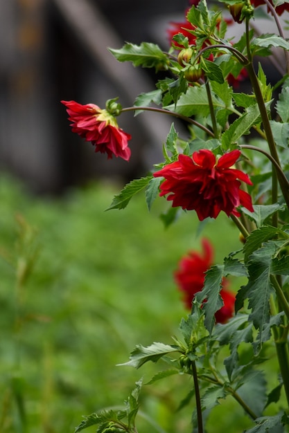 mooie bloemen groeien in de zomertuin