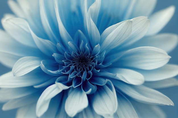 Mooie bloemen grote knop blauwe dahlia op witte achtergrond