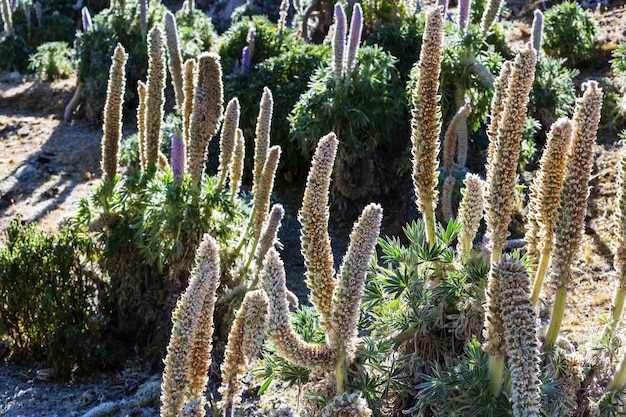 Mooie bloemen in de bergen van cordillera huayhuash, peru, zuid-amerika