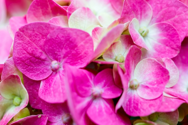 Mooie bloemen in de natuur, kopie ruimte.