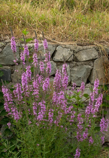 Mooie bloemen in de natuur