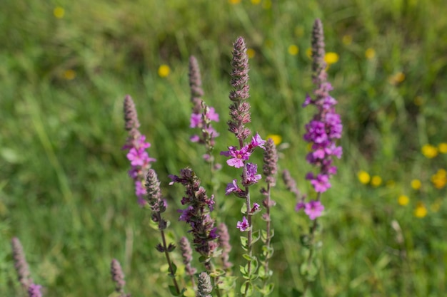 Mooie bloemen in de natuur