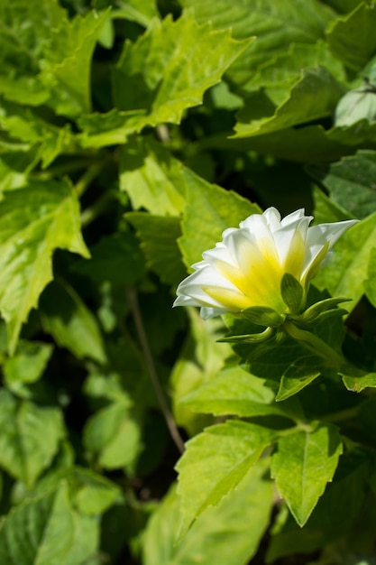 Mooie bloemen in de natuur