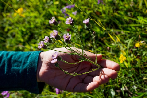 Mooie bloemen in de natuur